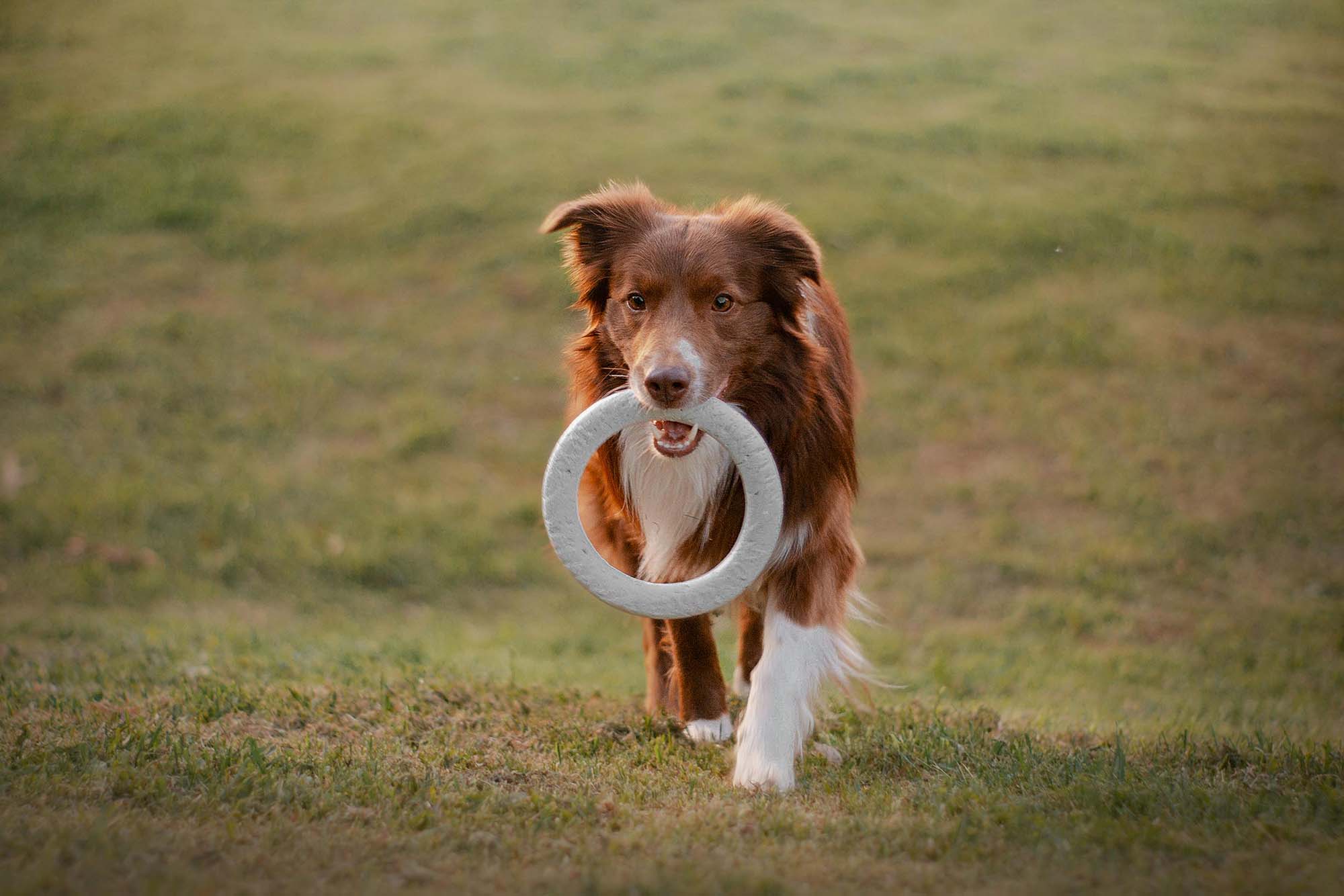 Brown Dog with toy on green grass