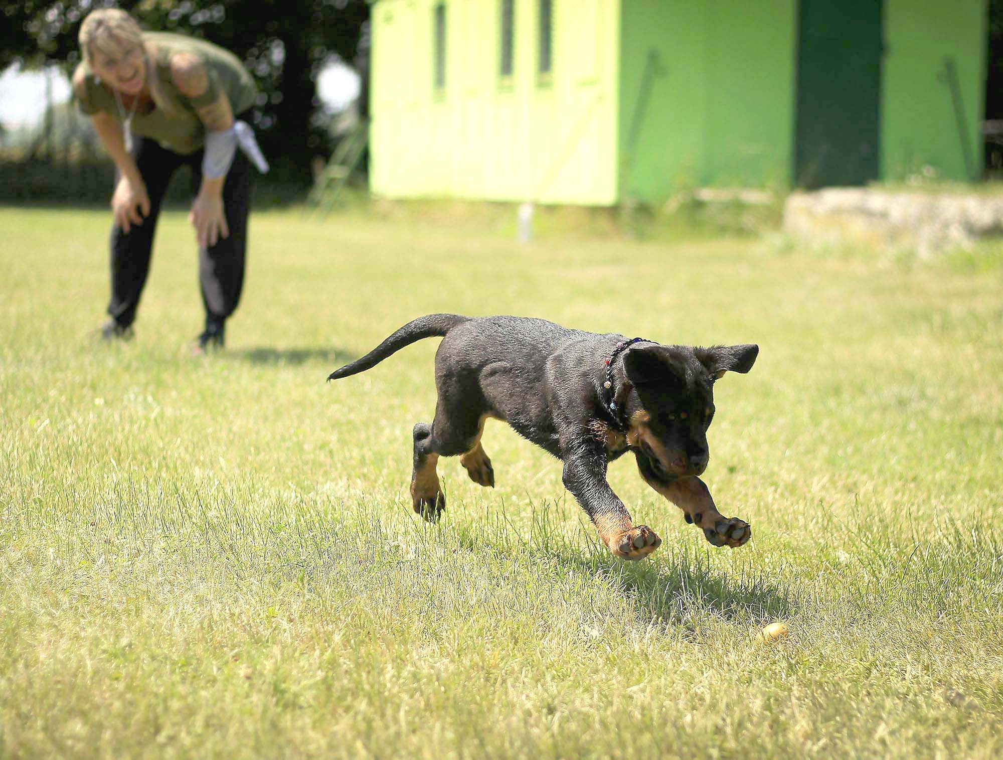 Rottweiler puppy running on grass