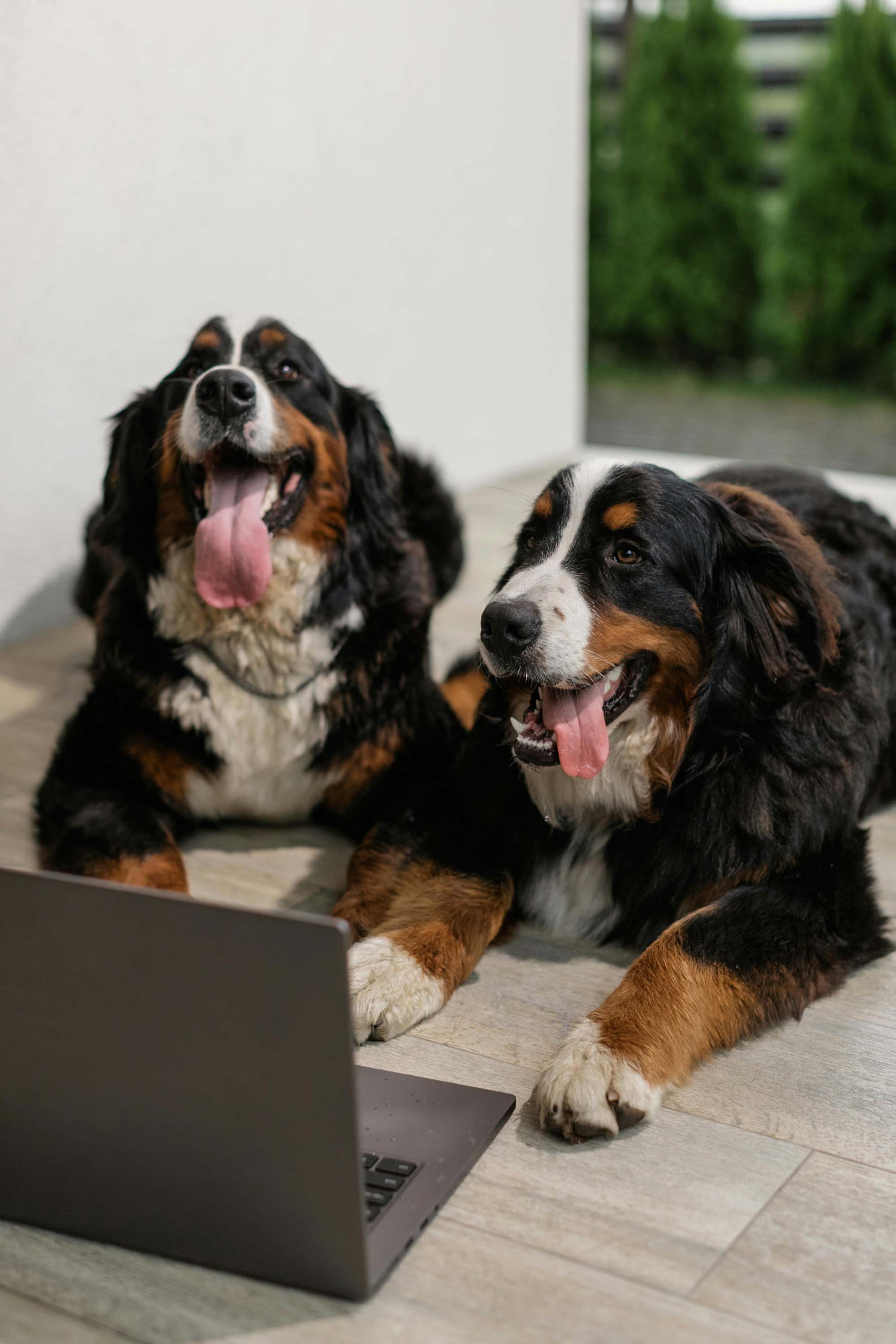 Two dogs using a laptop