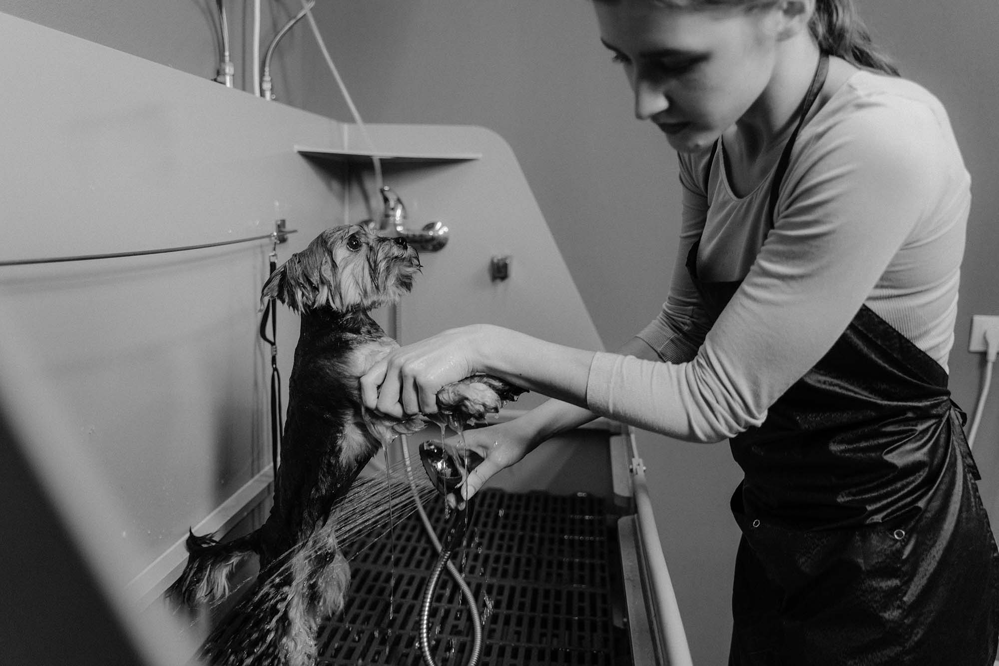 Woman washing small dog in grayscale